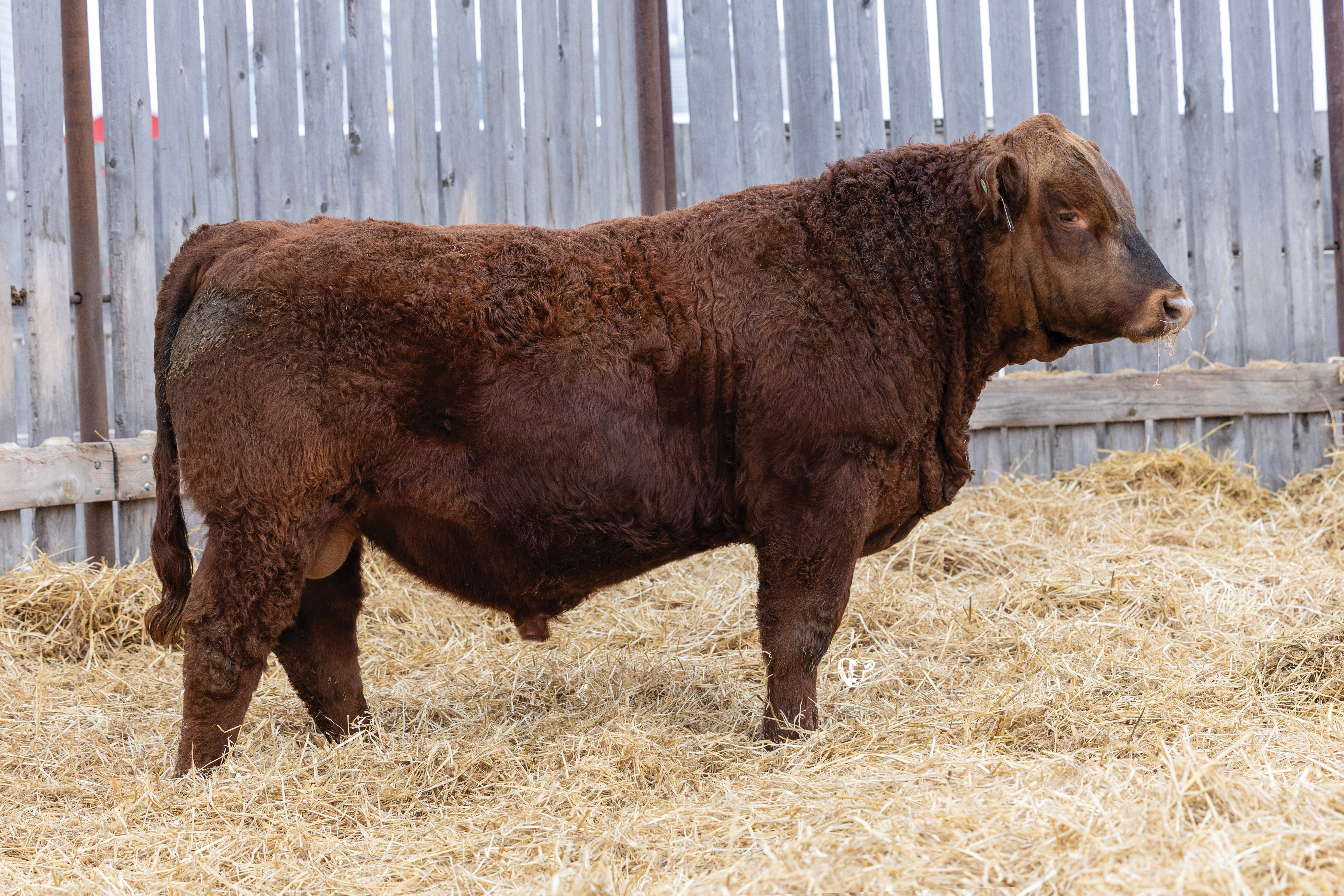 Yearling Bull
